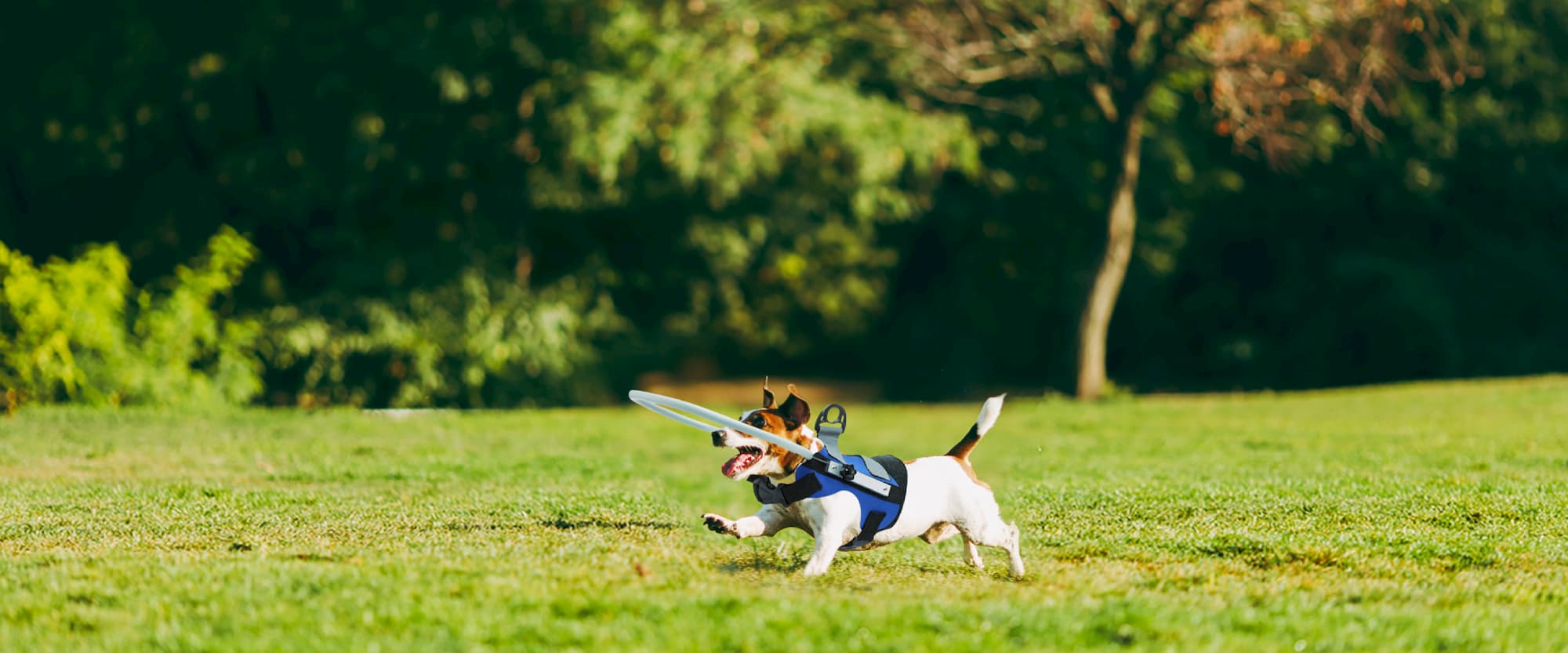 Dog running through a park wearing a blue harness